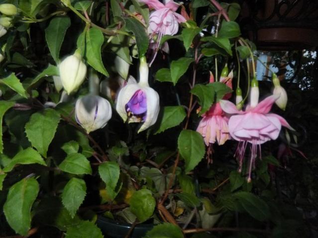 Name:  DSCF6239.jpg
Views: 542
Size:  45.7 KB