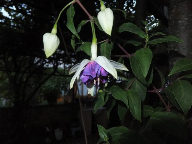 Name:  DSCF6241.jpg
Views: 508
Size:  33.0 KB