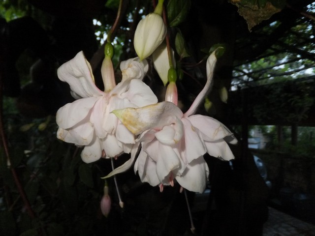 Name:  DSCF6243.jpg
Views: 500
Size:  66.1 KB