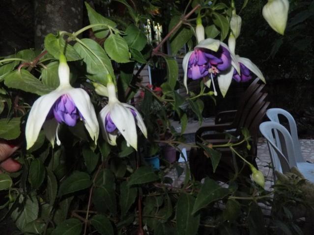 Name:  DSCF6245.jpg
Views: 487
Size:  45.4 KB