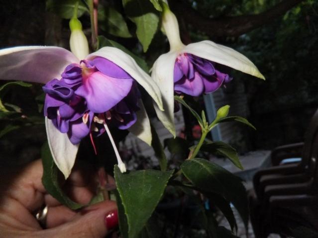 Name:  DSCF6246.jpg
Views: 496
Size:  34.9 KB