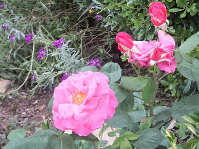 Name:  DSCF6258.jpg
Views: 484
Size:  62.0 KB