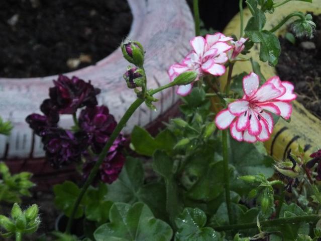 Name:  DSCF6313.jpg
Views: 493
Size:  42.1 KB