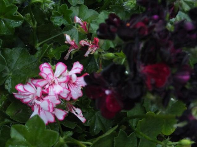 Name:  DSCF6314.jpg
Views: 472
Size:  38.2 KB