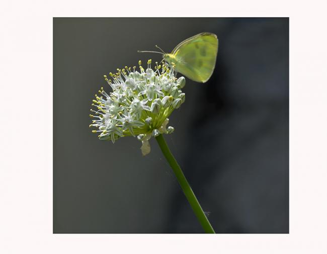 Name:  soan iei3.jpg
Views: 596
Size:  20.9 KB