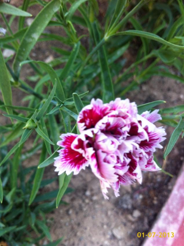 Name:  image.jpg
Views: 507
Size:  70.9 KB