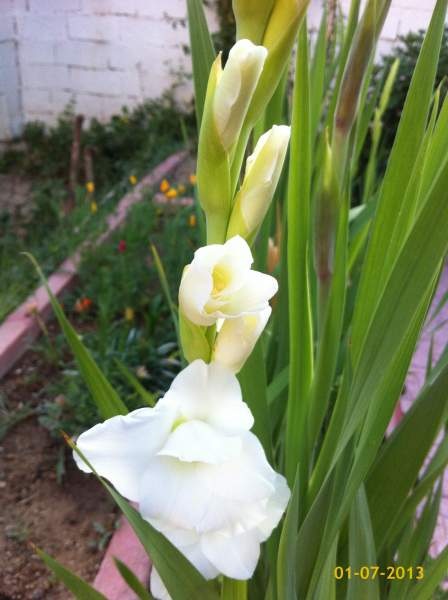 Name:  image.jpg
Views: 485
Size:  61.8 KB