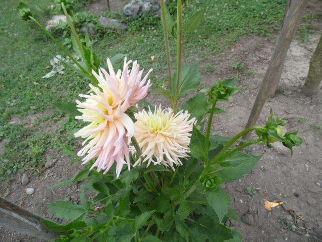Name:  108-114.jpg
Views: 494
Size:  60.1 KB