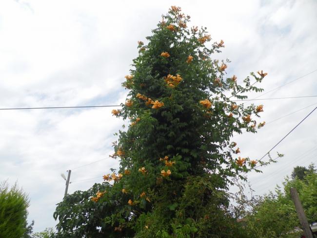 Name:  114-120.jpg
Views: 474
Size:  48.7 KB