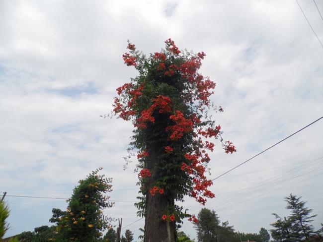Name:  121-127.jpg
Views: 464
Size:  38.5 KB