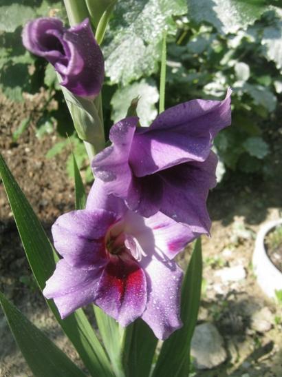 Name:  glayl3.jpg
Views: 763
Size:  39.4 KB