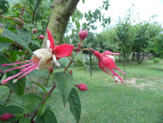 Name:  213-222.jpg
Views: 425
Size:  49.2 KB