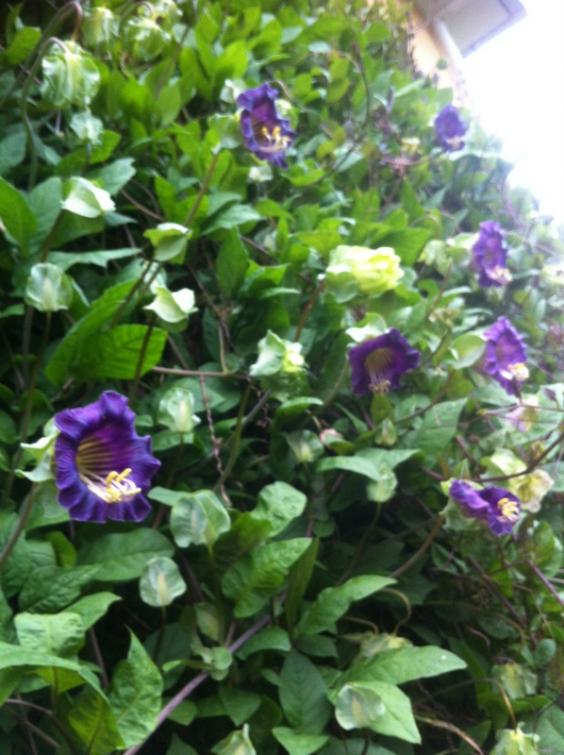 Name:  20-020.jpg
Views: 940
Size:  66.0 KB