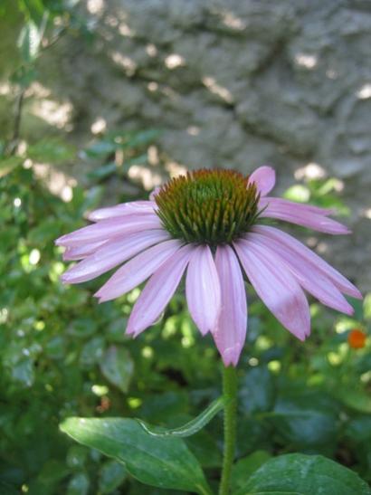 Name:  ekinezya.jpg
Views: 723
Size:  30.2 KB
