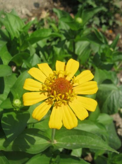 Name:  sar zinnia.jpg
Views: 957
Size:  30.3 KB