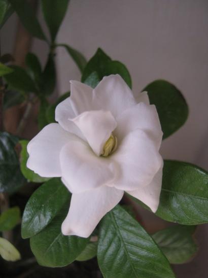 Name:  gardenya.jpg
Views: 806
Size:  19.3 KB