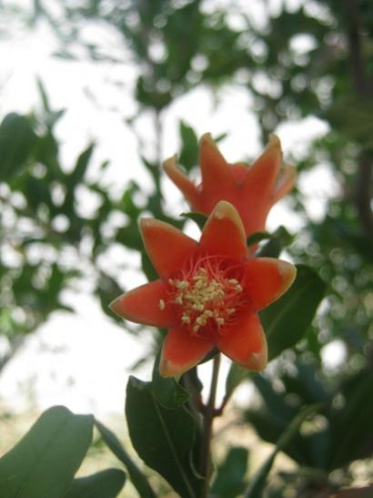 Name:  nar iei1.jpg
Views: 848
Size:  28.6 KB