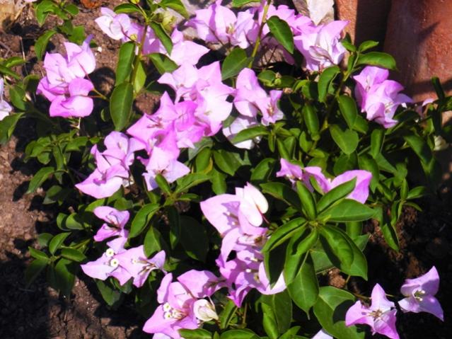 Name:  DSC03818.jpg
Views: 607
Size:  65.6 KB