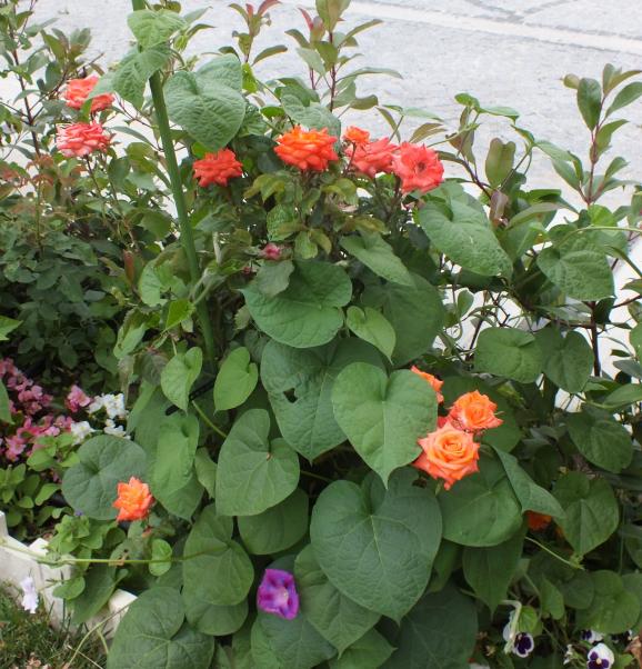 Name:  DSCF1228.jpg
Views: 947
Size:  73.4 KB