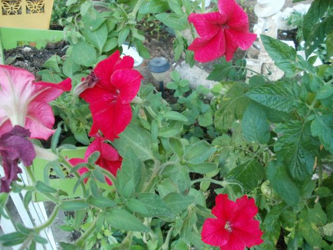 Name:  P1010330a.jpg
Views: 362
Size:  60.7 KB