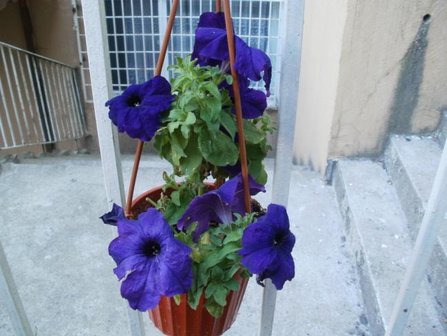 Name:  P1010318a.jpg
Views: 336
Size:  47.2 KB