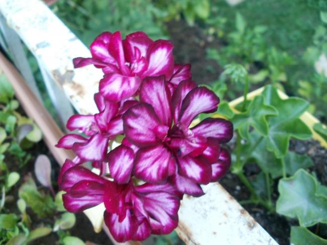 Name:  P1010374a.jpg
Views: 332
Size:  47.6 KB