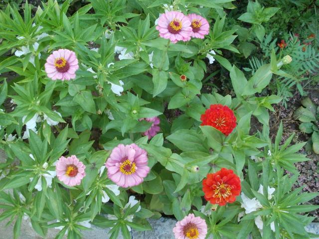 Name:  P1010362a.jpg
Views: 368
Size:  69.8 KB