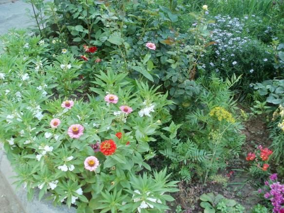 Name:  P1010360a.jpg
Views: 378
Size:  71.9 KB