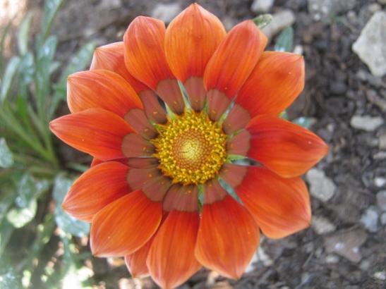 Name:  gazanya.jpg
Views: 1323
Size:  32.6 KB