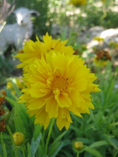 Name:  coreopsis g..jpg
Views: 1077
Size:  27.6 KB