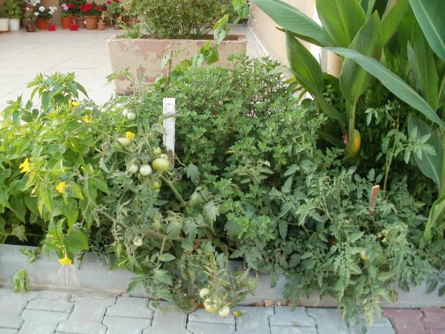 Name:  P1010008a.jpg
Views: 345
Size:  70.6 KB
