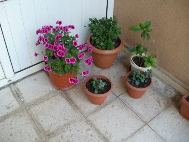 Name:  P1010001a.jpg
Views: 380
Size:  46.2 KB