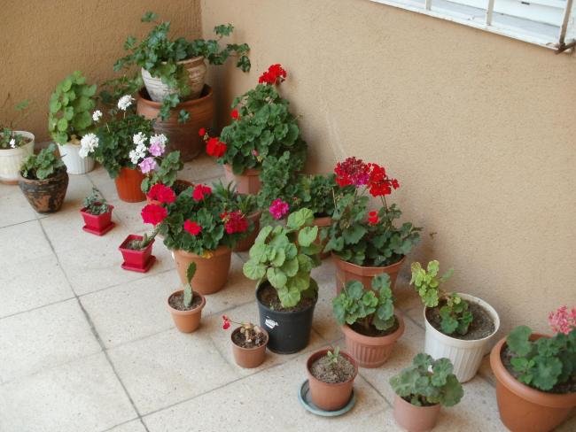 Name:  P1010009a.jpg
Views: 398
Size:  49.6 KB
