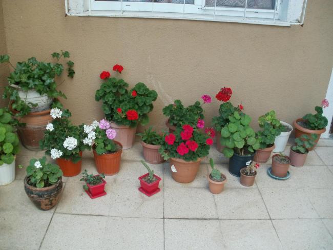Name:  P1010028a.jpg
Views: 383
Size:  45.6 KB
