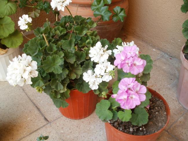 Name:  P1010011a.jpg
Views: 390
Size:  55.1 KB