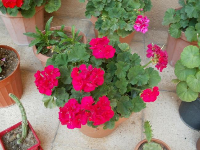 Name:  P1010010a.jpg
Views: 359
Size:  49.7 KB