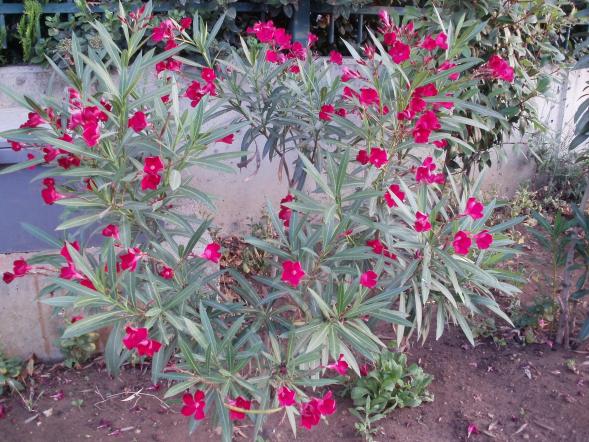 Name:  P1010016a.jpg
Views: 361
Size:  71.8 KB