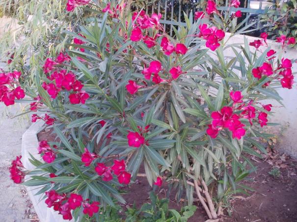Name:  P1010017a.jpg
Views: 372
Size:  71.2 KB