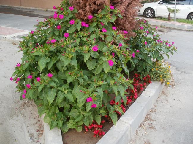 Name:  P1010019a.jpg
Views: 820
Size:  69.0 KB