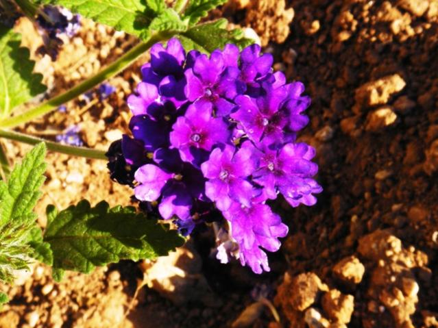 Name:  DSC03804.jpg
Views: 558
Size:  61.1 KB