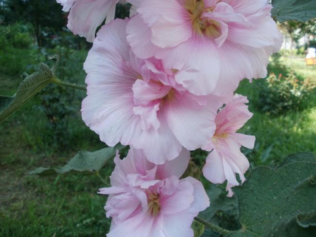 Name:  P1010030a.jpg
Views: 314
Size:  41.1 KB