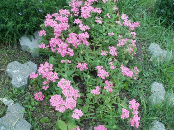 Name:  P1010040a.jpg
Views: 336
Size:  71.8 KB