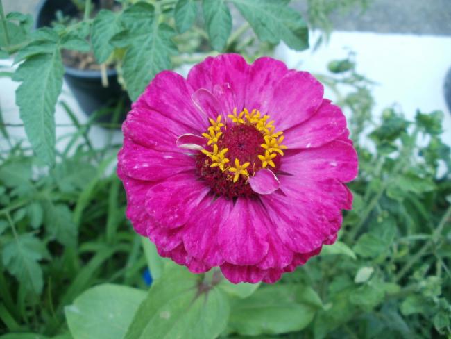 Name:  P1010042a.jpg
Views: 316
Size:  43.5 KB