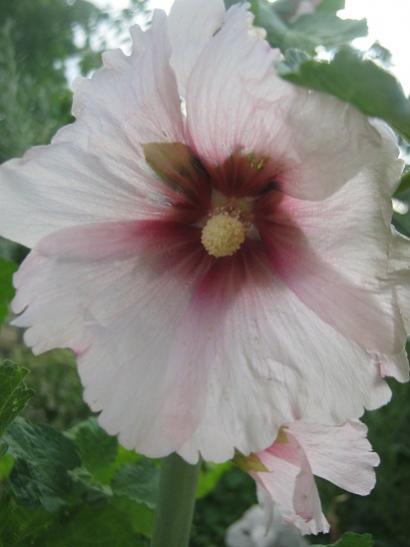 Name:  hatmi.jpg
Views: 993
Size:  24.7 KB