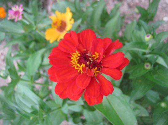 Name:  zinnia.jpg
Views: 1248
Size:  27.3 KB
