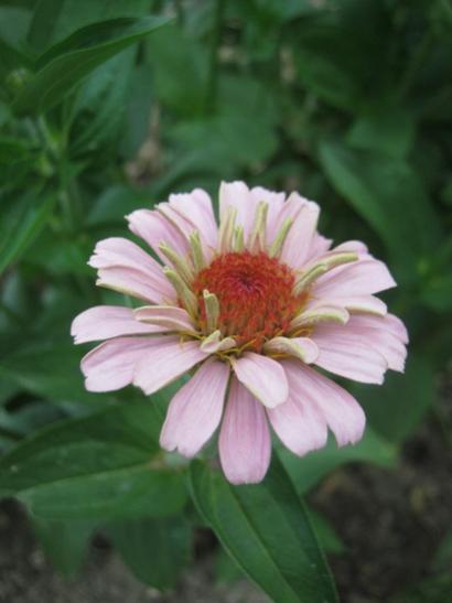 Name:  zinnia1.jpg
Views: 1187
Size:  23.2 KB
