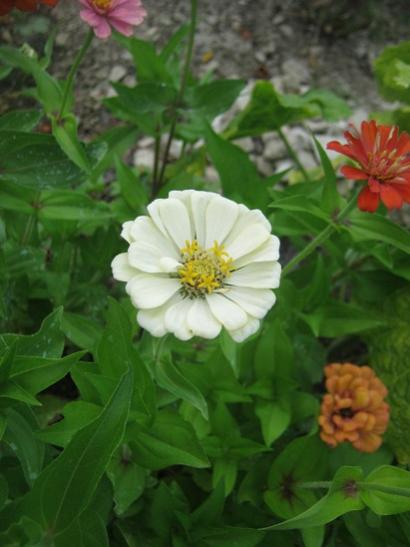 Name:  zinnia3.jpg
Views: 965
Size:  29.9 KB