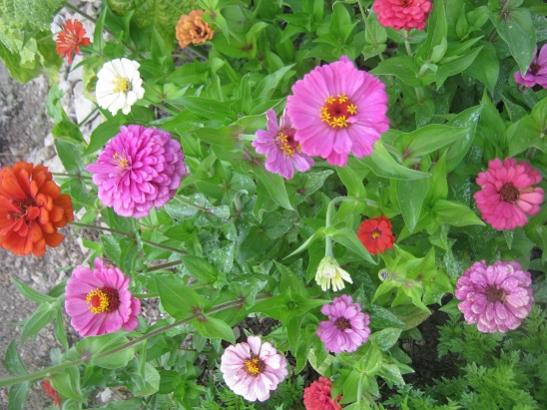 Name:  zinnialar.jpg
Views: 1014
Size:  49.8 KB