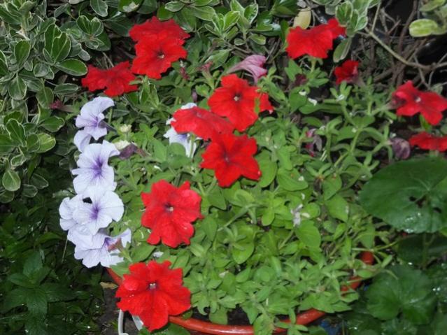 Name:  DSCF6339.jpg
Views: 326
Size:  60.7 KB