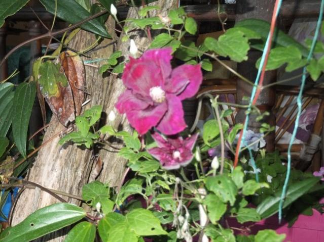 Name:  DSCF6354.jpg
Views: 335
Size:  61.3 KB